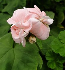 Dronning Ingrid pelargonie 